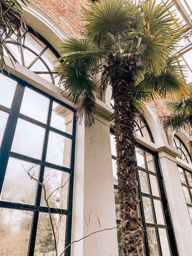 Palm tree inside Kruidtuin, Leuven's botanical garden