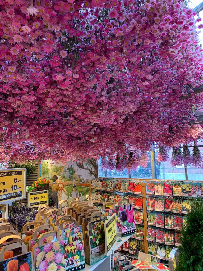 Pink flower display at Bloemenmarkt, the floating flower market in Amsterdam