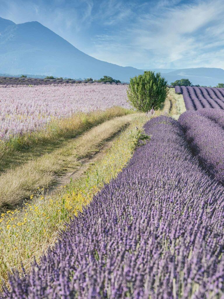 Purple lavender fields in Provence, France
